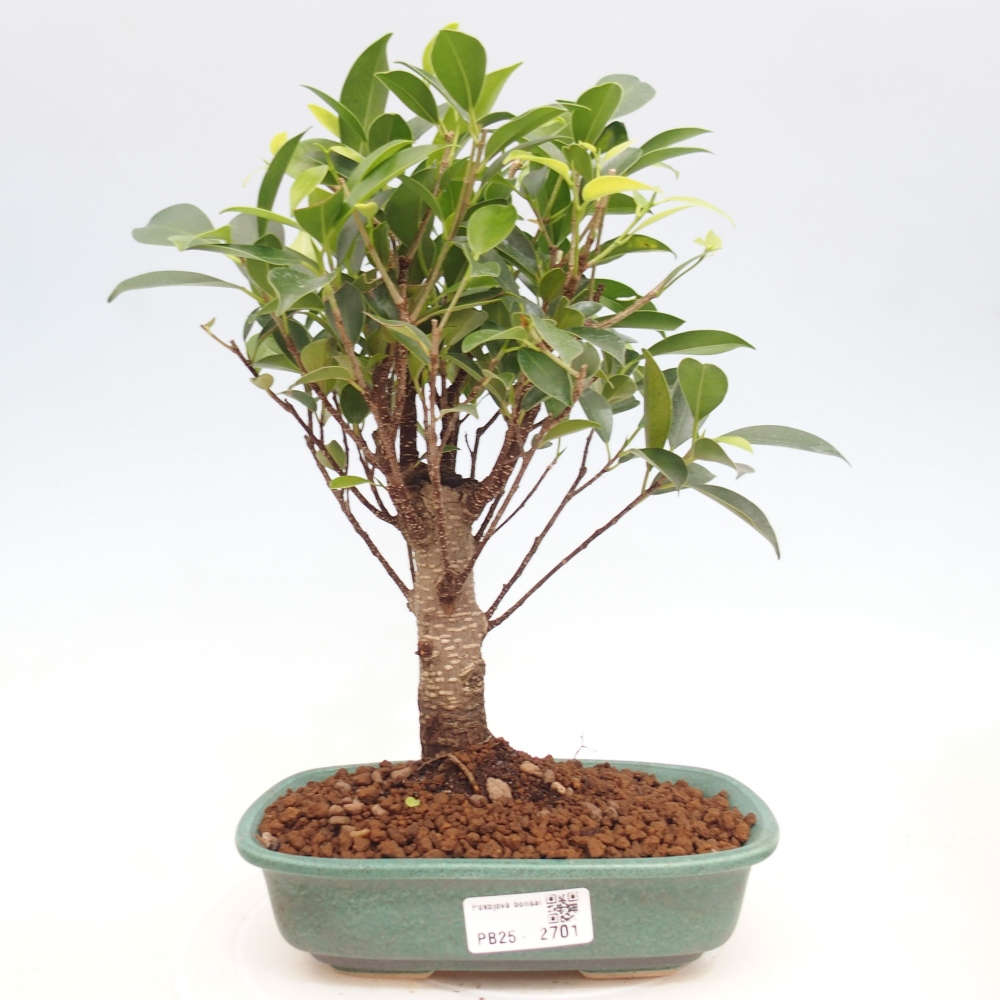 Pokojová bonsai - Ficus retusa -  malolistý fíkus