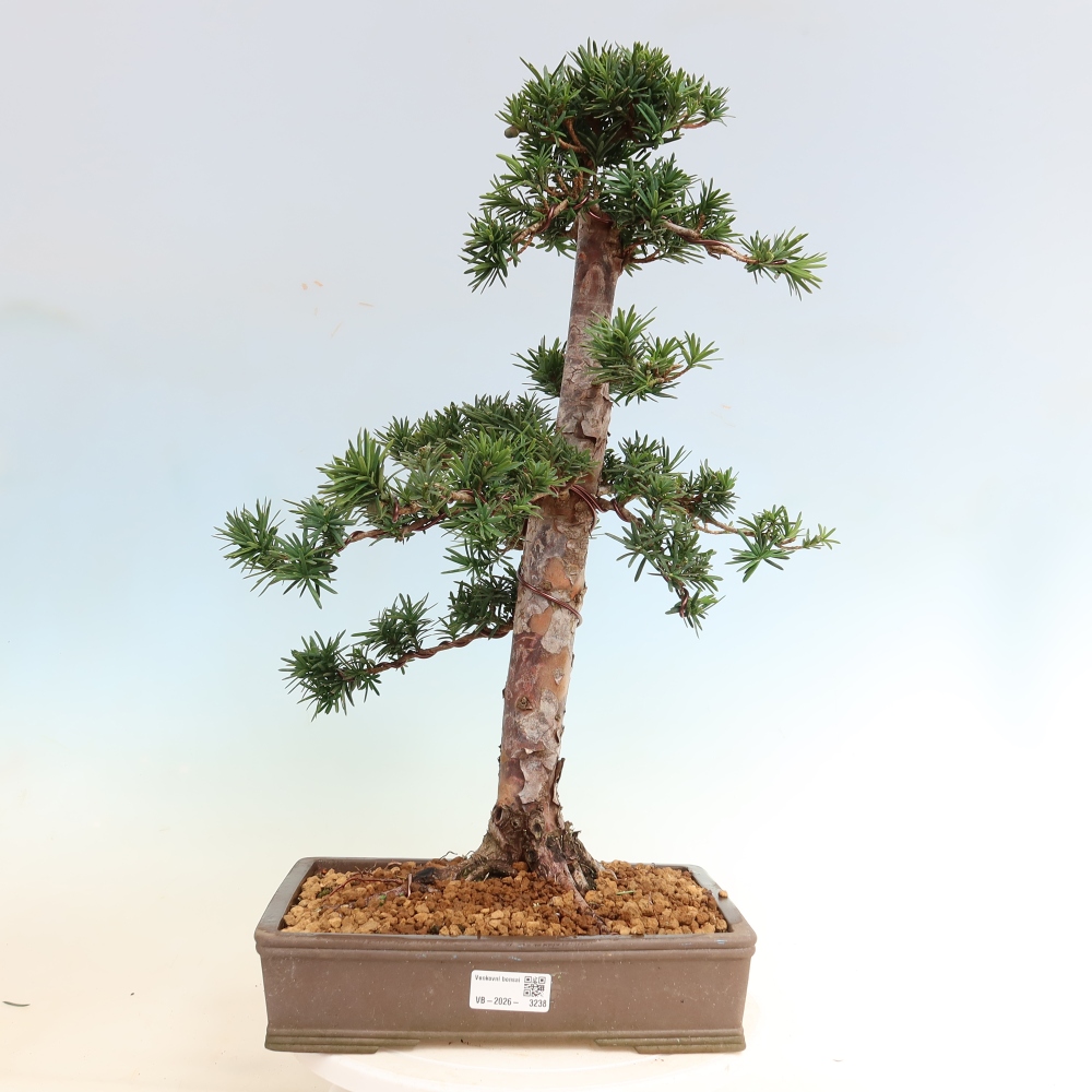 Venkovní bonsai - Taxus cuspidata  - Tis japonský