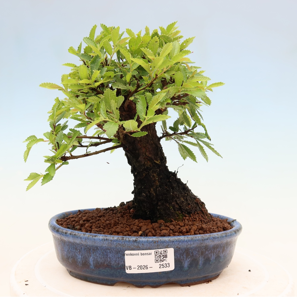 Venkovní bonsai - Zelkova - Zelkova NIRE