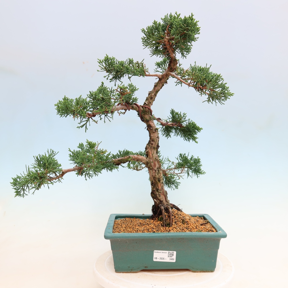 Venkovní bonsai - Juniperus chinensis Kishu -Jalovec čínský