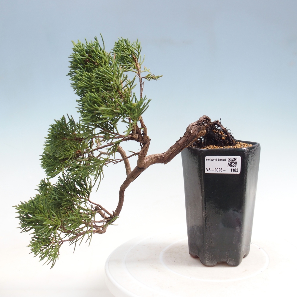 Venkovní bonsai - Juniperus chinensis Kishu -Jalovec čínský