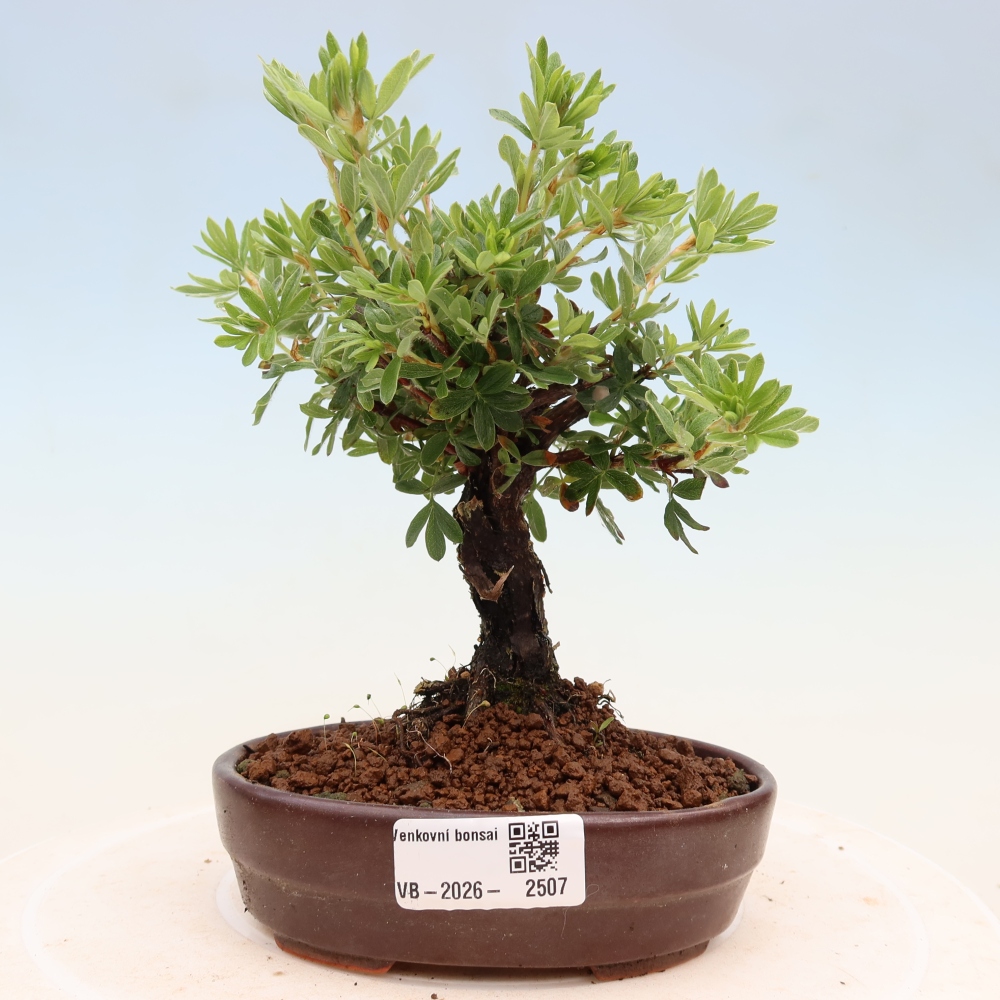 Venkovní bonsai-Mochna křovitá - potentila fruticosa 