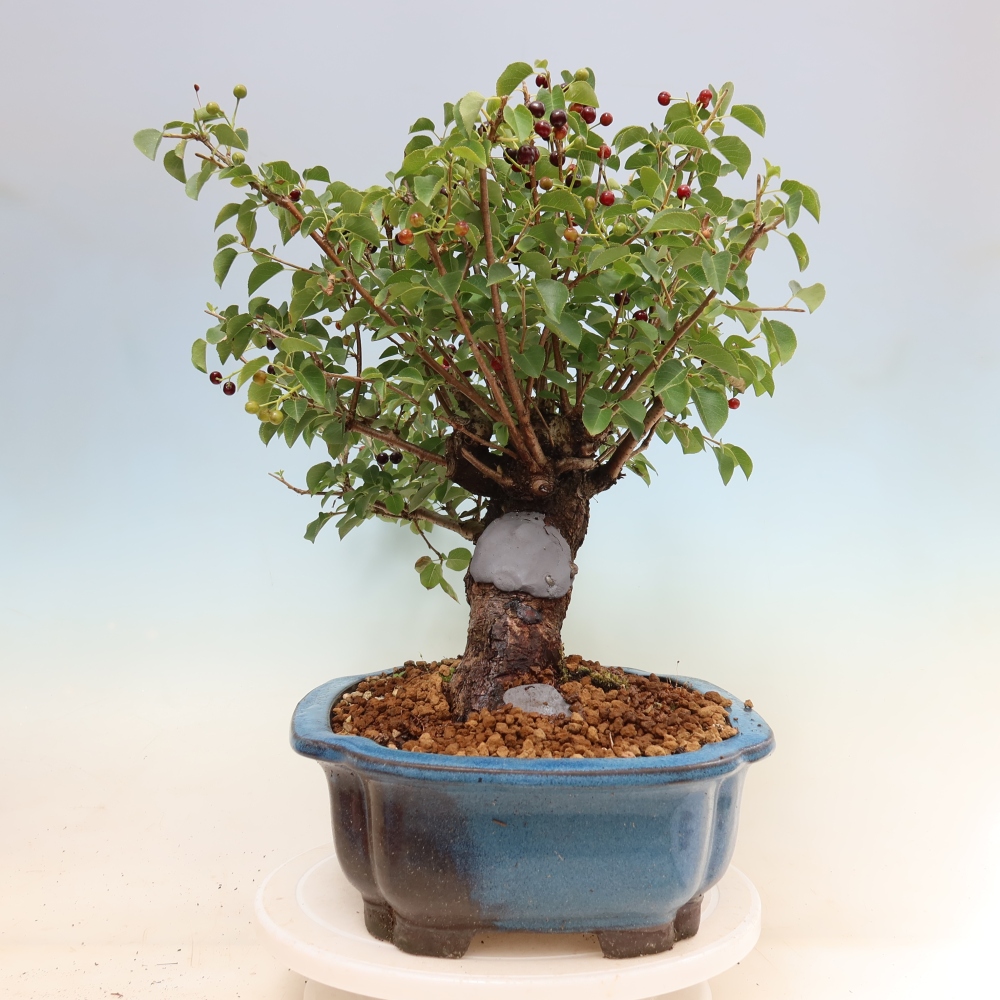 Venkovní bonsai - Mahalebka - Prunus mahaleb