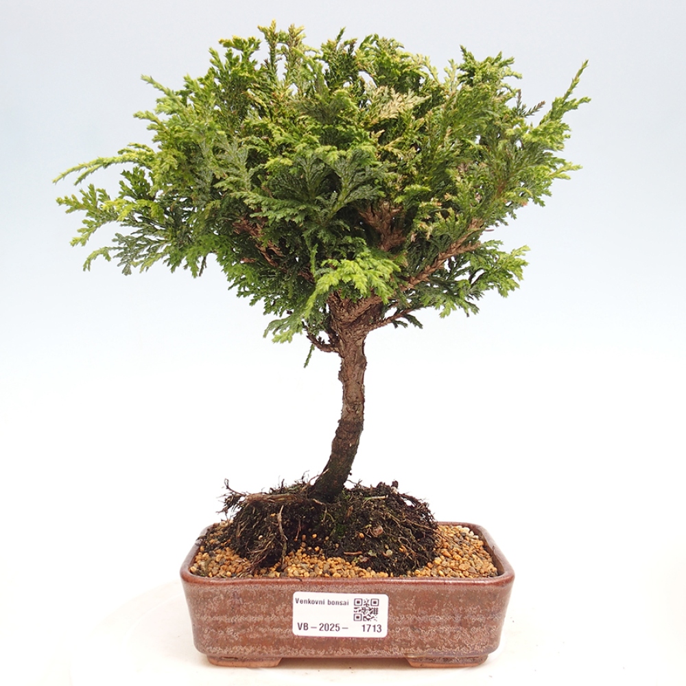 Venkovní bonsai - Cham.pis Parslori - Cypřišek