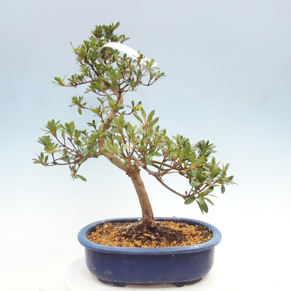 Venkovní bonsai - Japonská azalka - Azalea Senhime