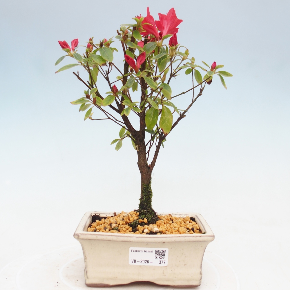 Venkovní bonsai - Japonská azalka - Azalea sp.