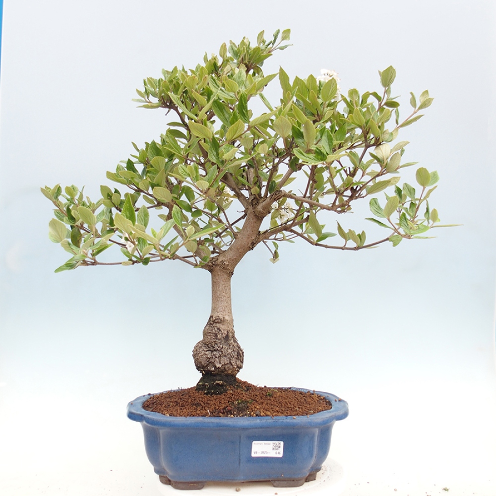 Venkovní bonsai-Kalina Bodnanská - Viburum carlesii hemsi
