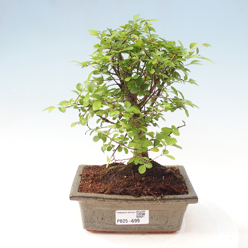 Pokojová bonsai - Ulmus parvifolia - Malolistý jilm