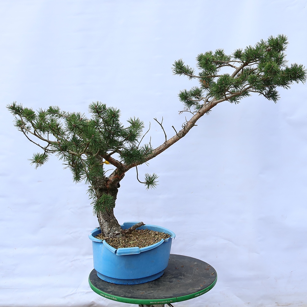 Pinus sylvestris Španělsko - borovice lesní