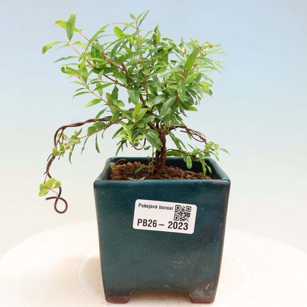 Pokojová bonsai-PUNICA granatum nana-Granátové jablko