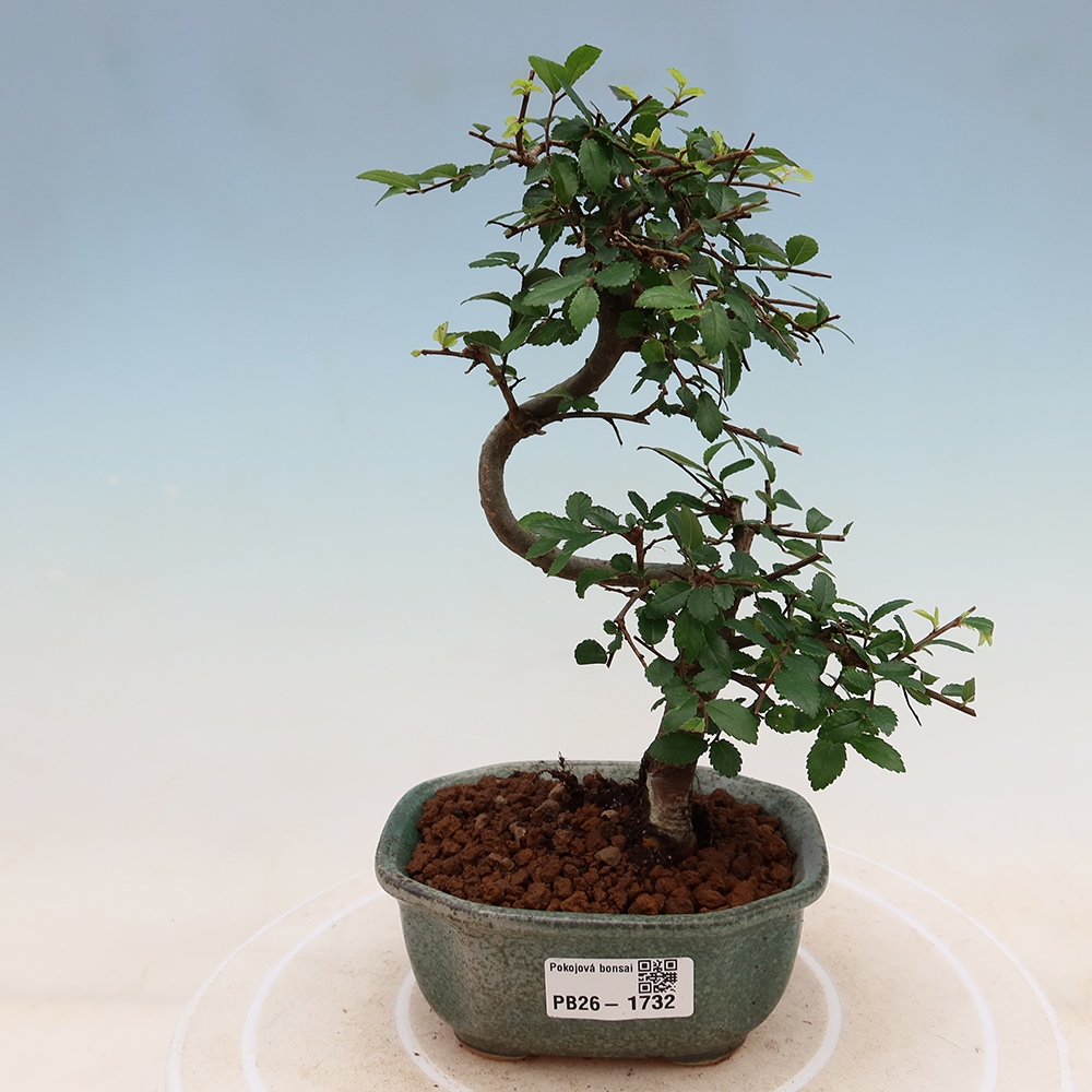 Pokojová bonsai - Ulmus parvifolia - Malolistý jilm