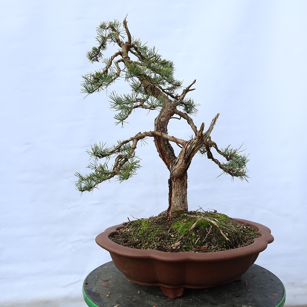 Pinus sylvestris Španělsko - borovice lesní