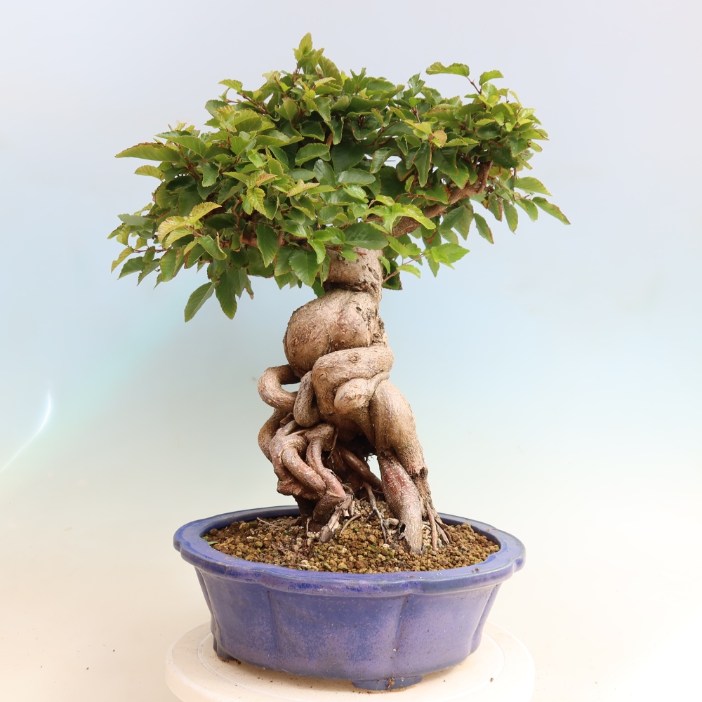 Venkovní bonsai -Carpinus CARPINOIDES - Habr korejský