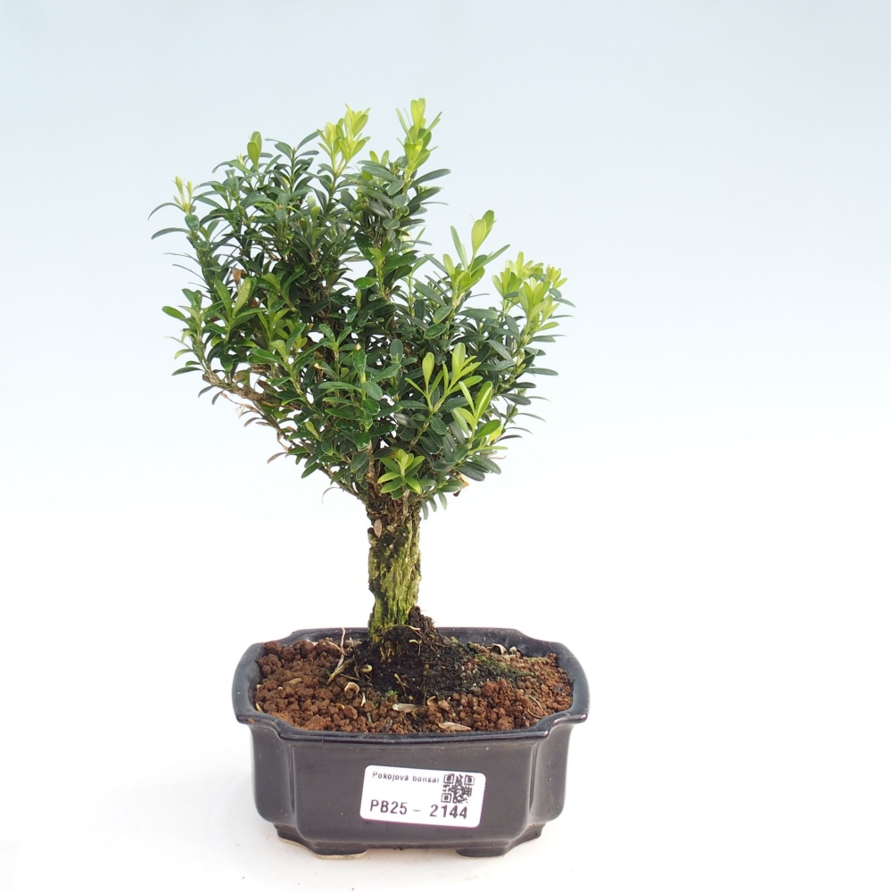 Pokojová bonsai - Buxus harlandii - korkový buxus