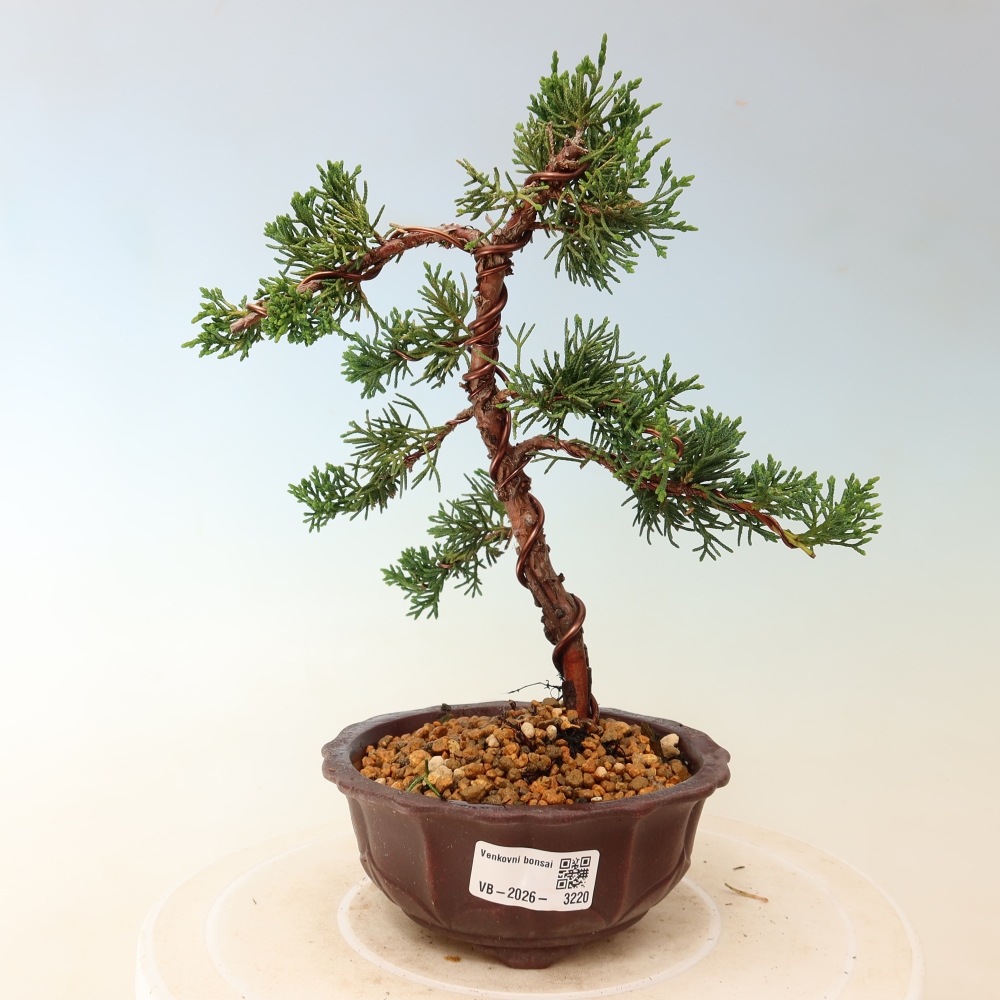 Venkovní bonsai - Juniperus chinensis Kishu -Jalovec čínský