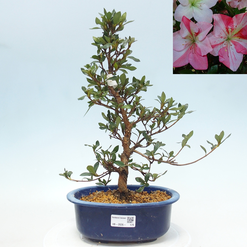 Venkovní bonsai - Japonská azalka - Azalea Shinsei