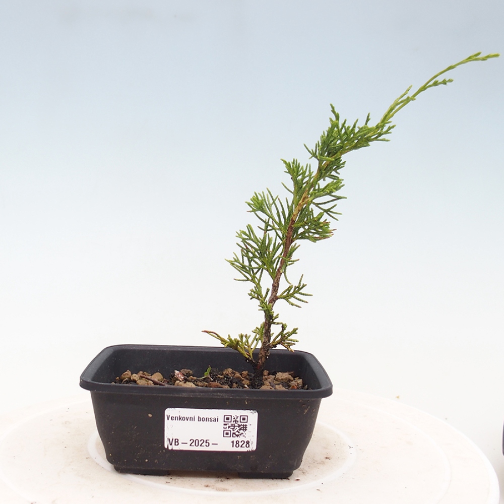Venkovní bonsai - Juniperus chinensis Itoigawa -Jalovec čínský