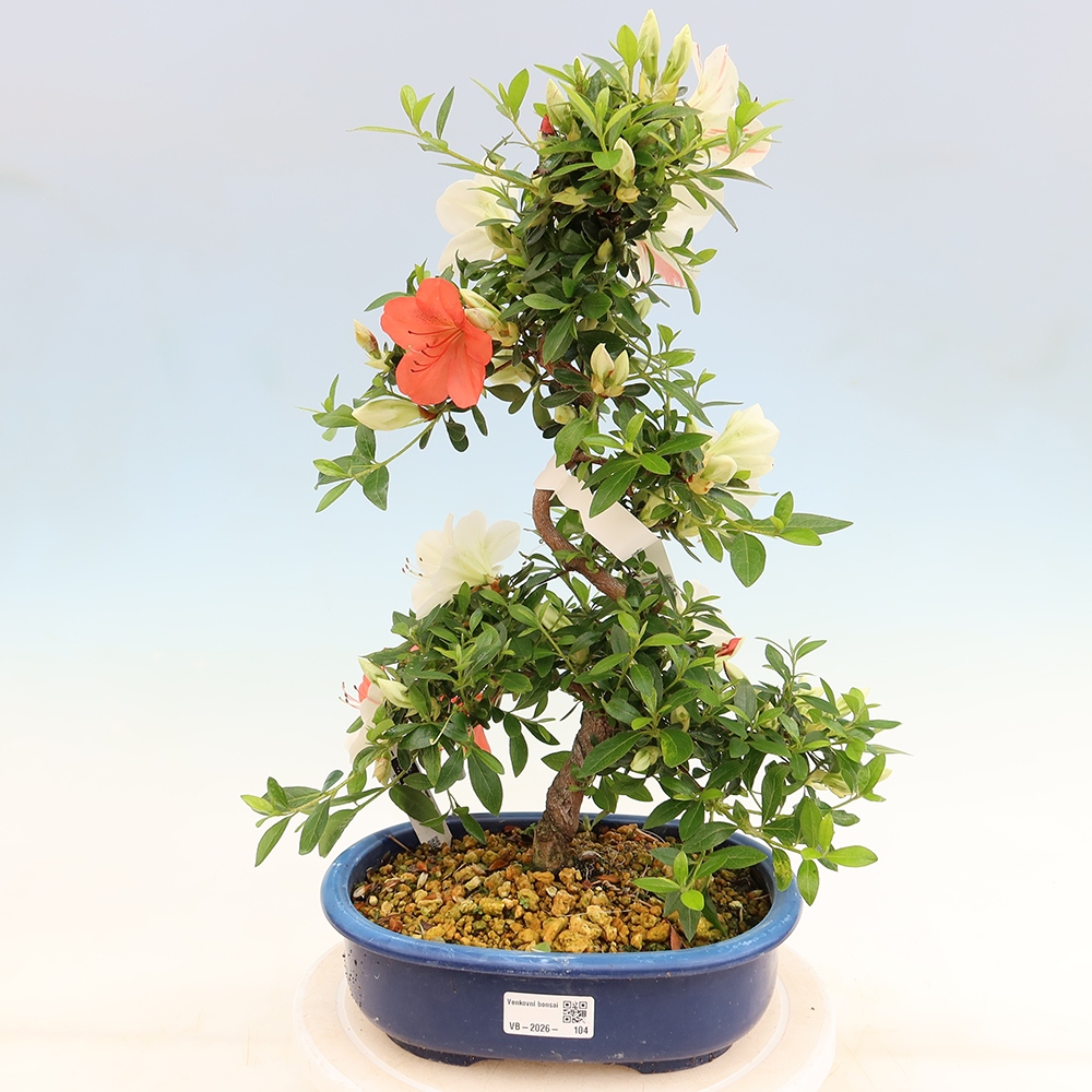 Venkovní bonsai - Japonská azalka - Azalea Asahi-no-izumi