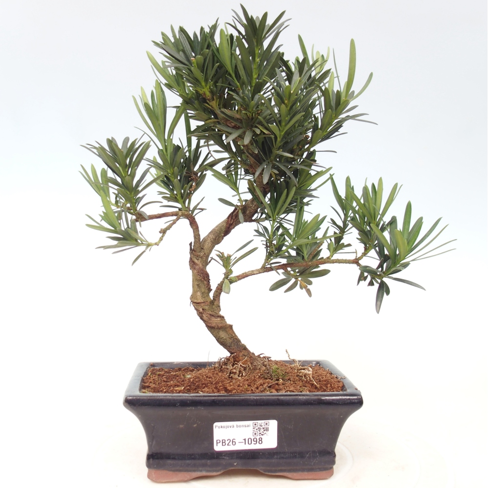 Pokojová bonsai - Podocarpus - Kamenný tis