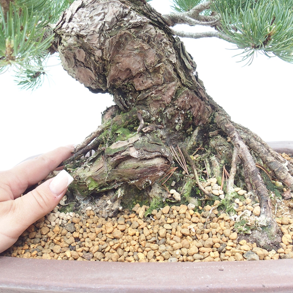 Venkovní bonsai - Pinus parviflora - Borovice drobnokvětá
