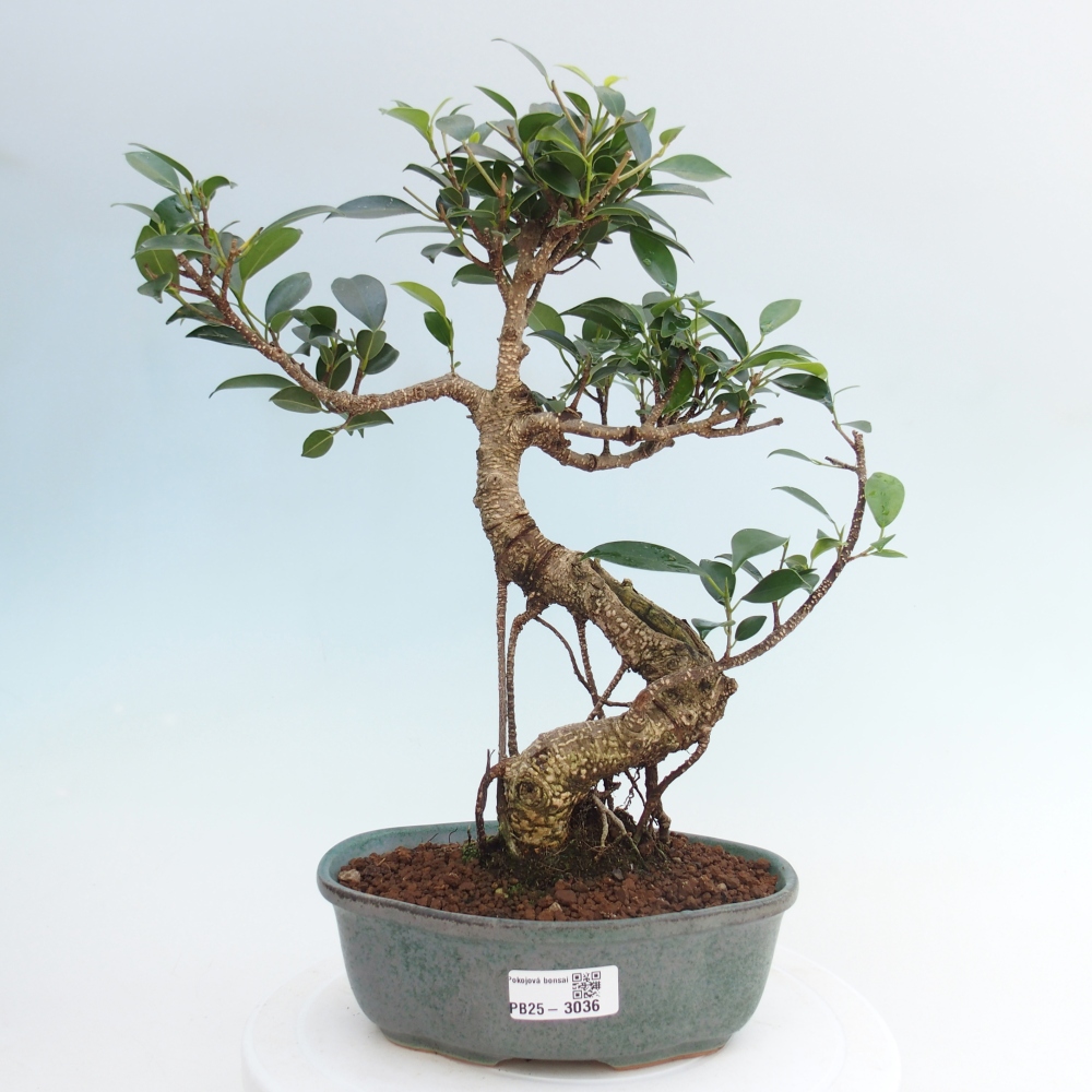 Pokojová bonsai - Ficus retusa -  malolistý fíkus