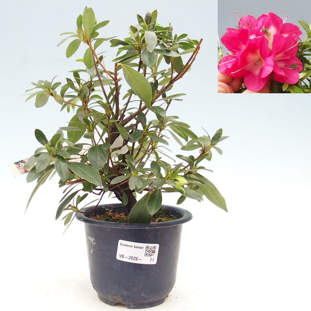 Venkovní bonsai - Japonská azalka - Azalea Reiko