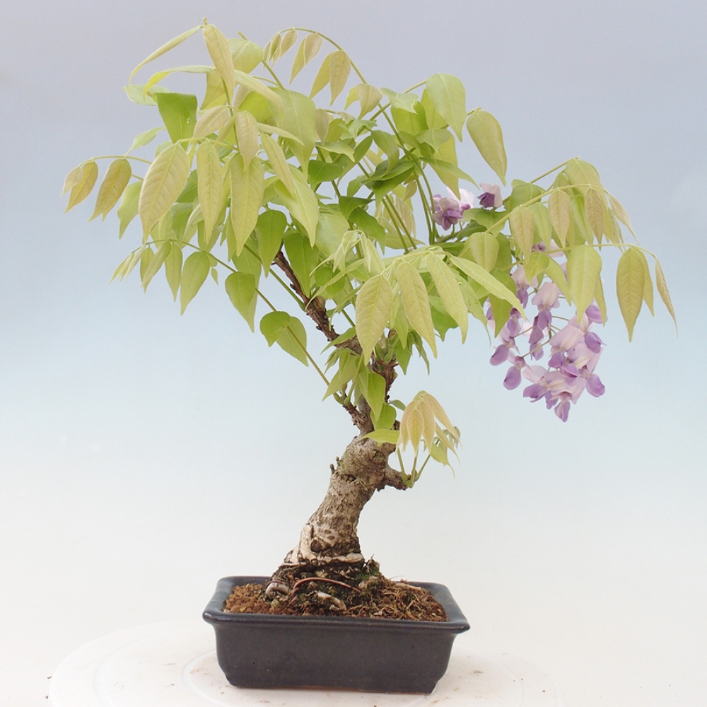 Venkovní bonsai - Vistarie květnatá - Wisteria floribunda