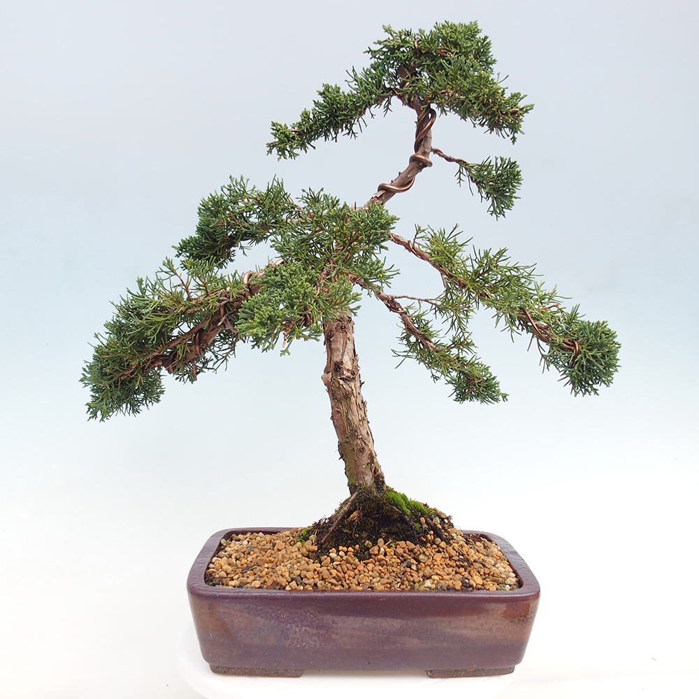 Venkovní bonsai - Juniperus chinensis Kishu -Jalovec čínský