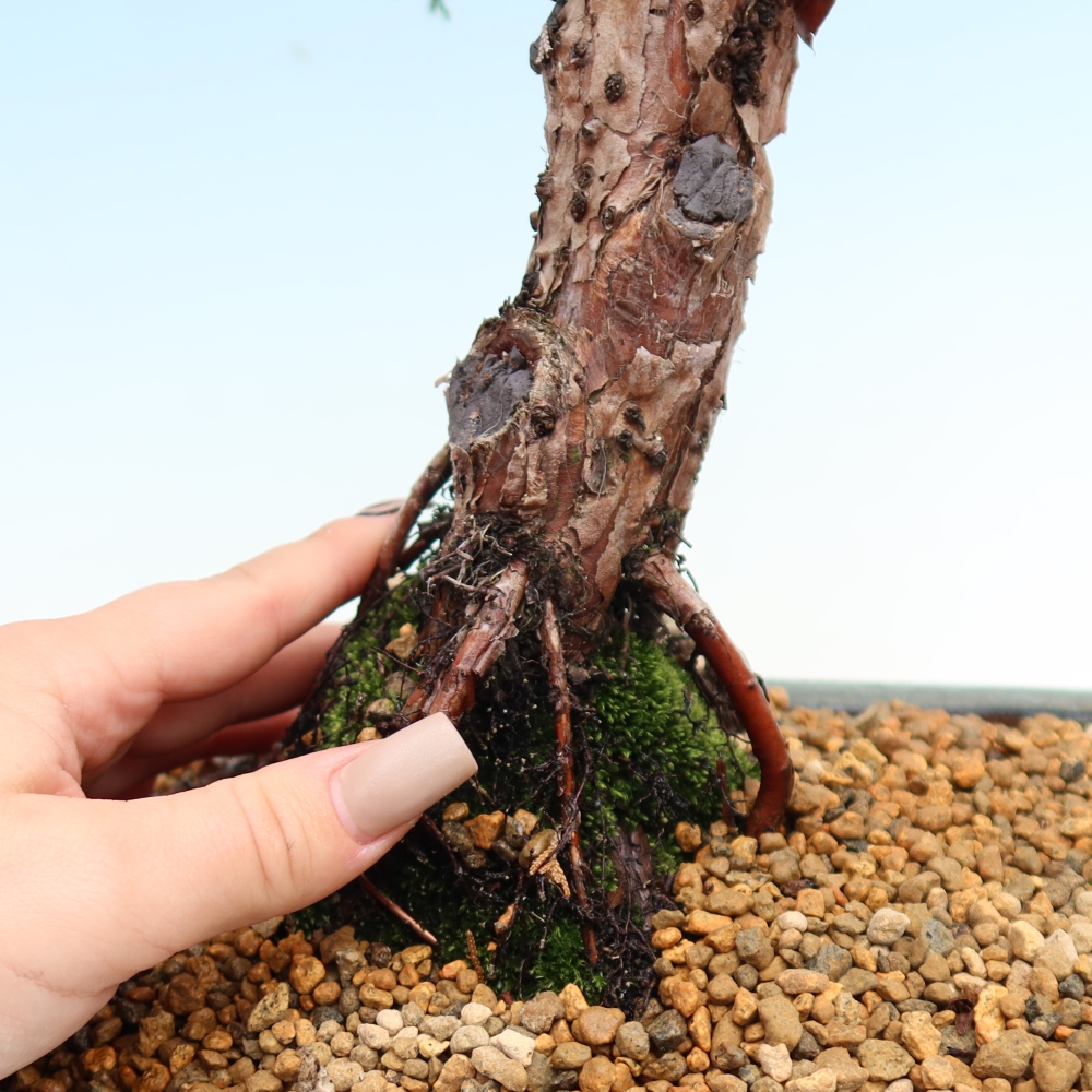 Venkovní bonsai - Juniperus chinensis Kishu -Jalovec čínský