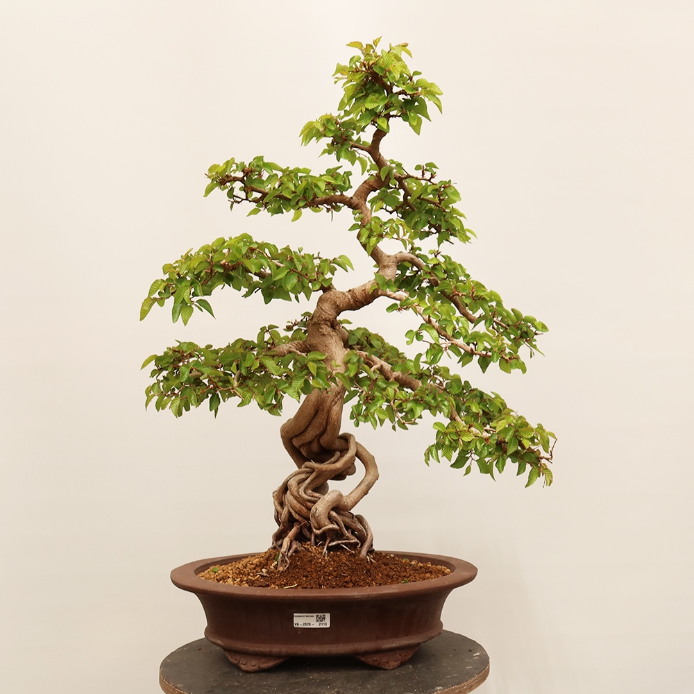 Venkovní bonsai -Carpinus Coreana - Habr korejský
