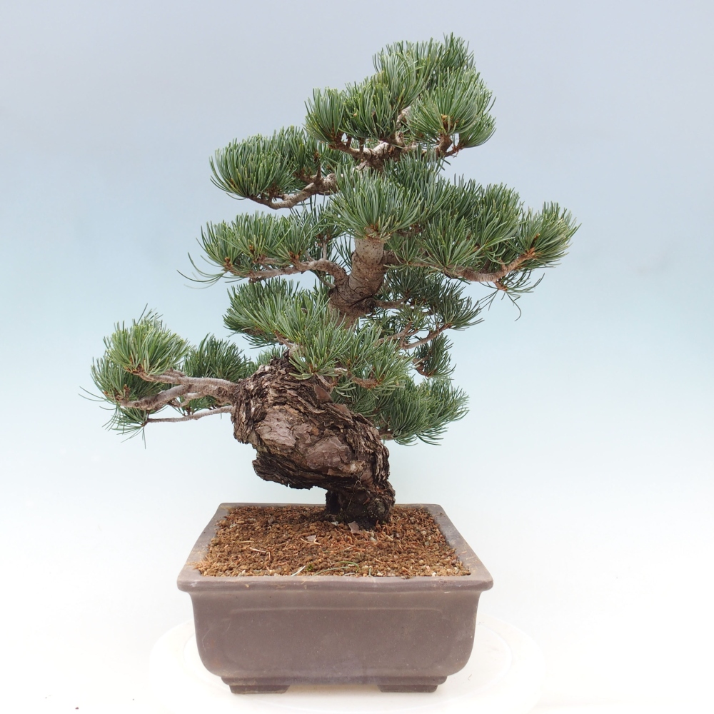 Venkovní bonsai - Pinus parviflora - Borovice drobnokvětá