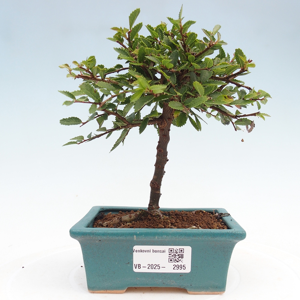 Venkovní bonsai - Ulmus parvifolia Sagei - Malolistý jilm