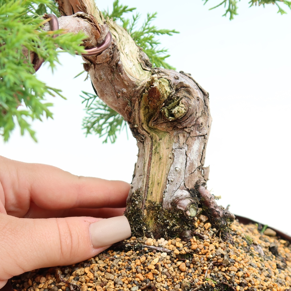 Venkovní bonsai - Juniperus chinensis Itoigawa-Jalovec čínský