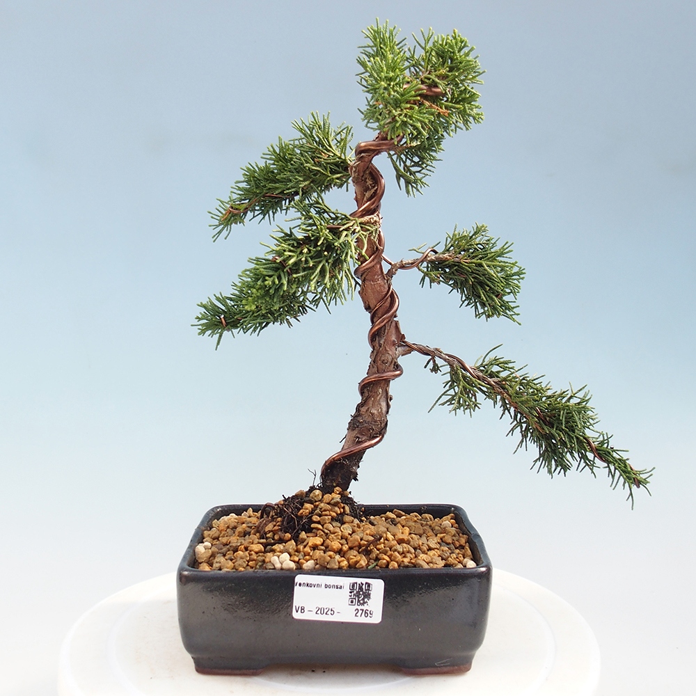 Venkovní bonsai - Juniperus chinensis Kishu -Jalovec čínský