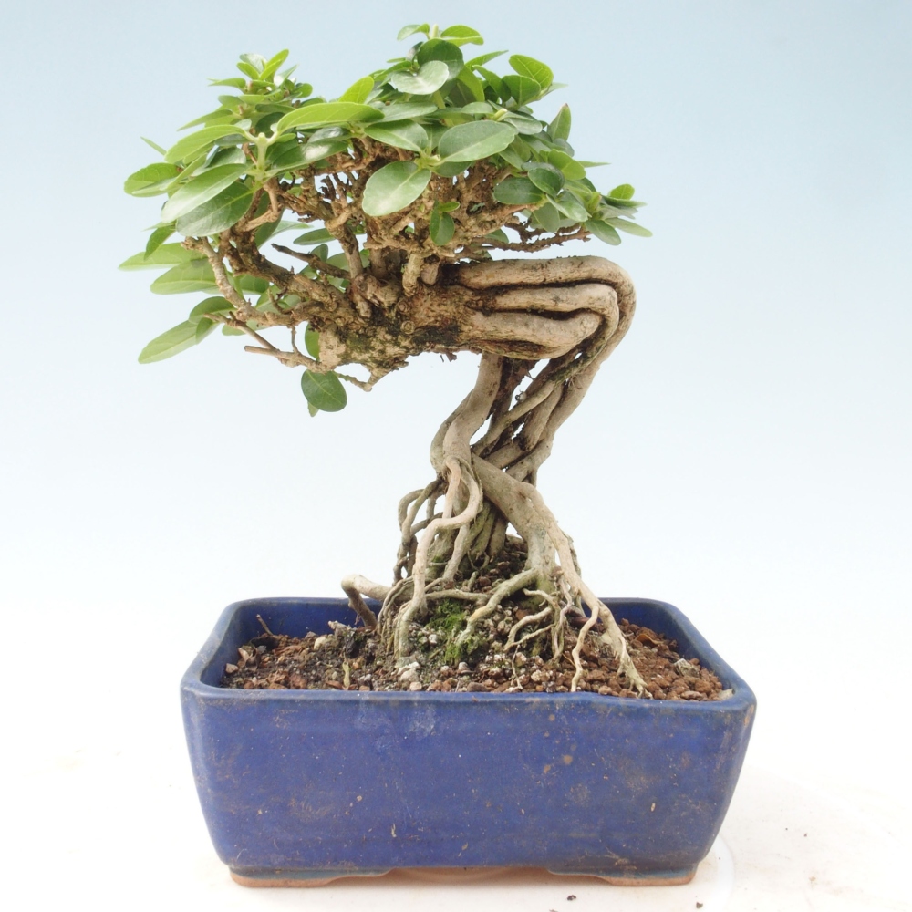 Pokojová bonsai - Premna serratifolia  - Kozlovoň malolistá