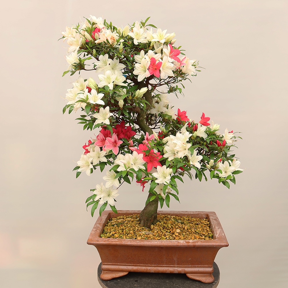 Venkovní bonsai - Japonská azalka - Azalea Chihiro