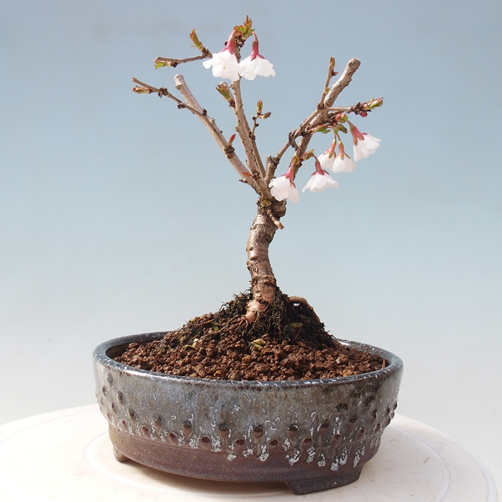 Venkovní bonsai - Prunus incisa Kojou-no mai-Slivoň vyříznutá