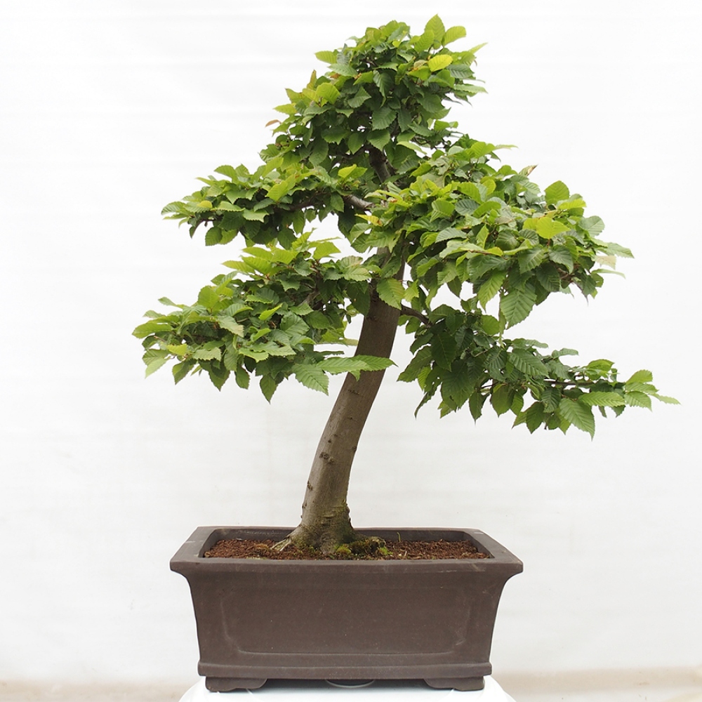 Venkovní bonsai - Habr obecný - Carpinus betulus