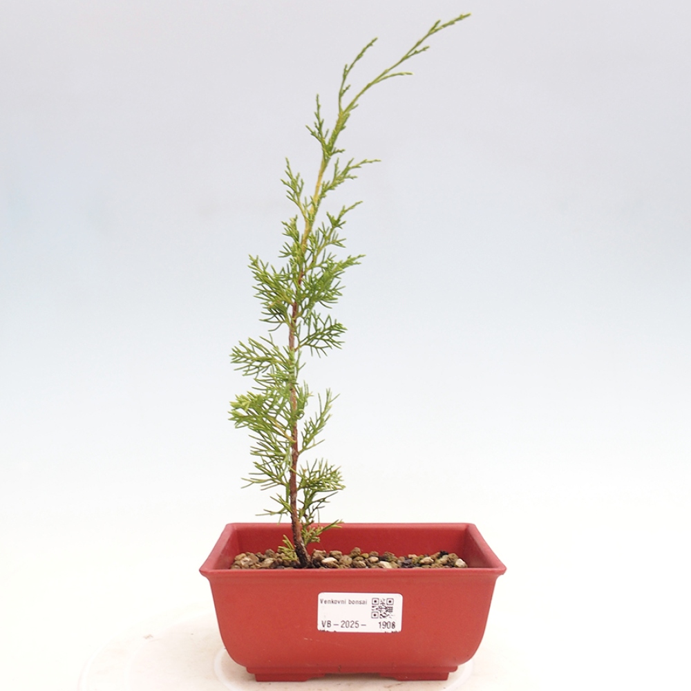 Venkovní bonsai - Juniperus chinensis Itoigawa -Jalovec čínský