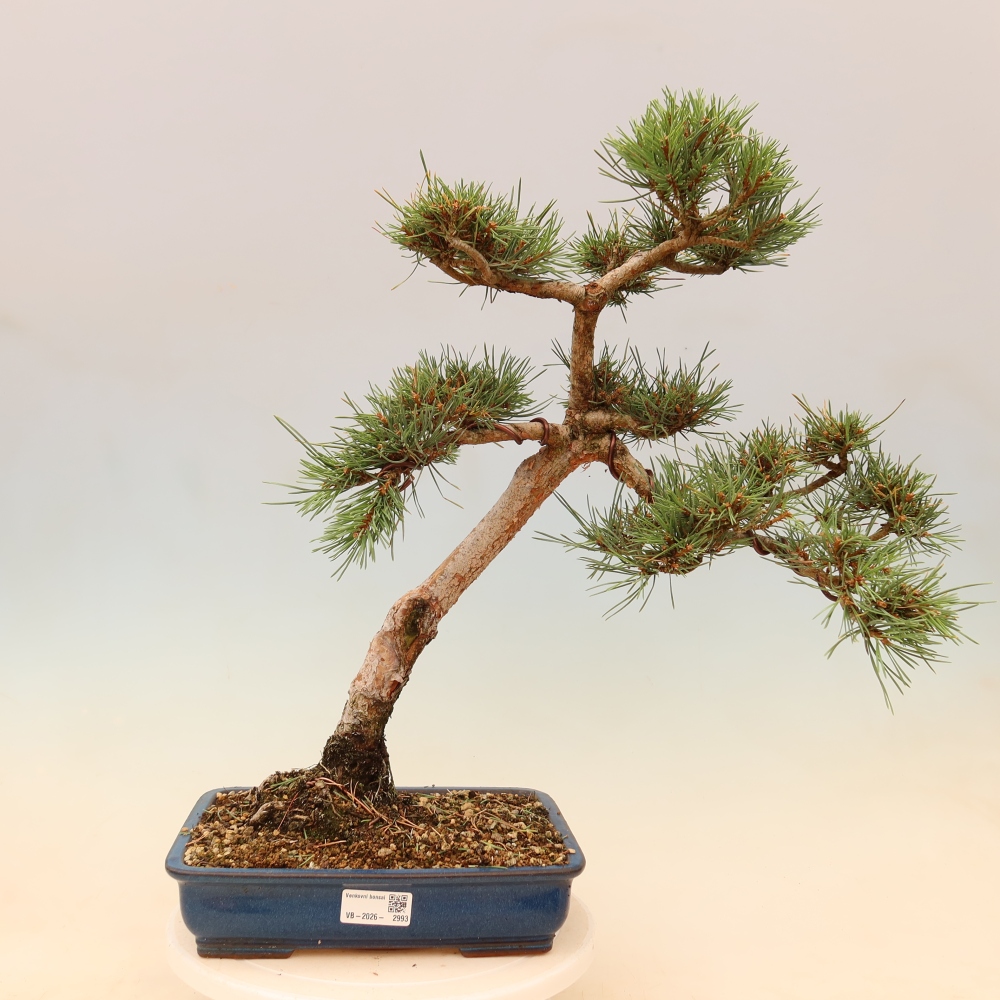 Venkovní bonsai - Pinus Sylvestris Watererri - Borovice lesní