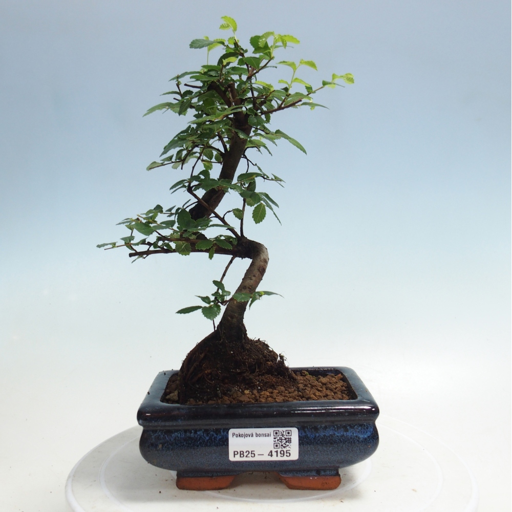 Pokojová bonsai - Ulmus parvifolia - Malolistý jilm