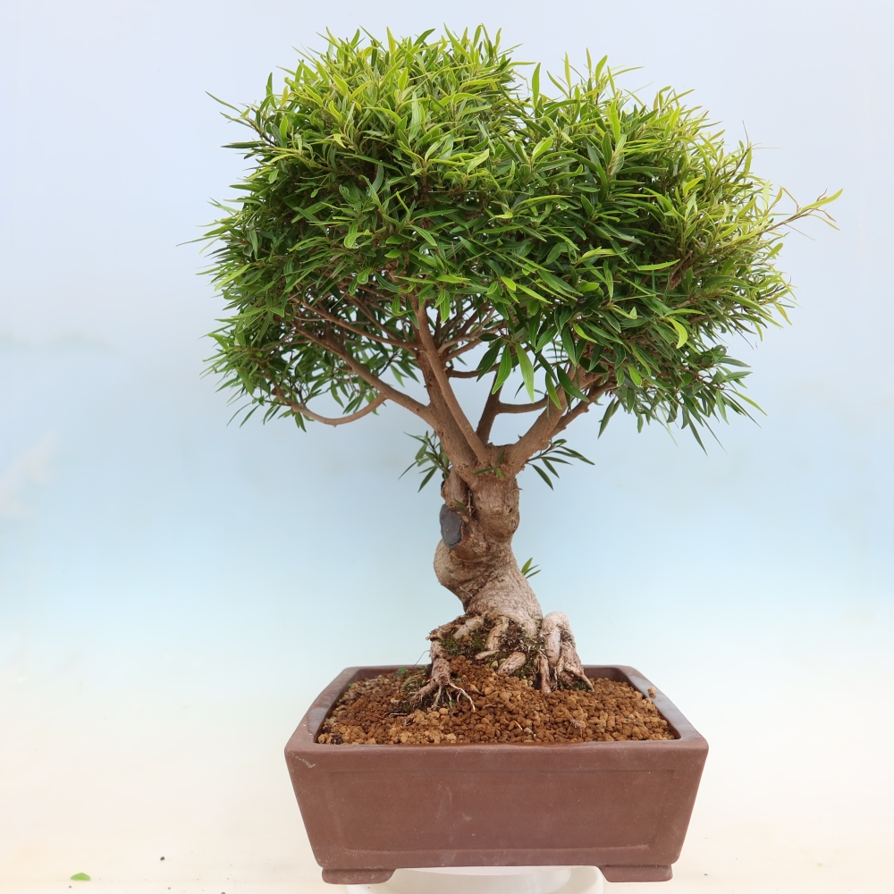 Pokojová bonsai - Ficus nerifolia -  malolistý fíkus