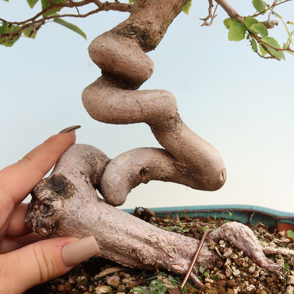 Venkovní bonsai -Carpinus CARPINOIDES - Habr korejský