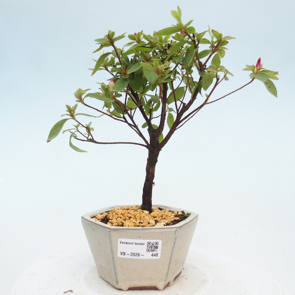 Venkovní bonsai - Japonská azalka - Azalea sp.