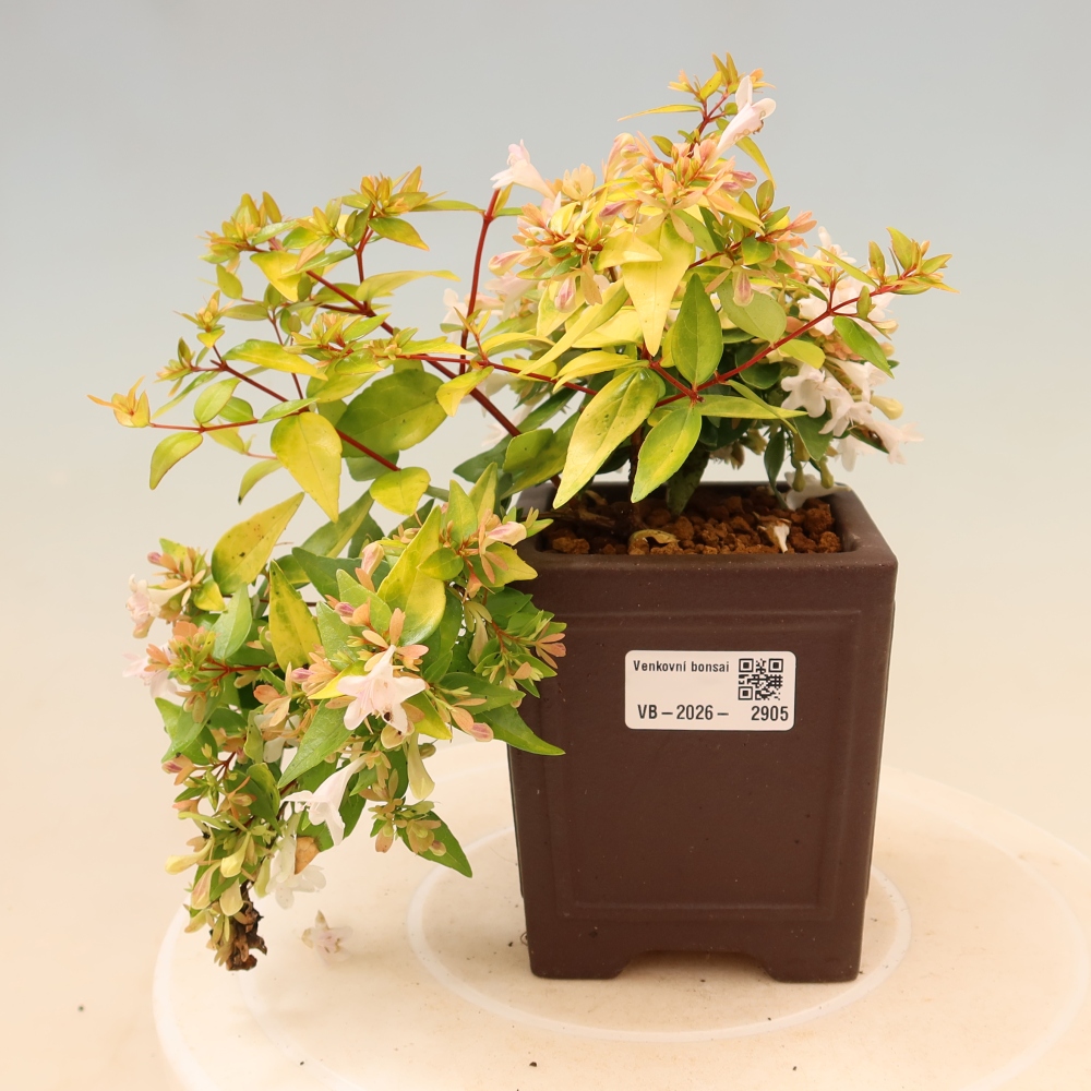 Venkovní bonsai - Abelia gr. Kleidoscope - Abélie velkokvětá