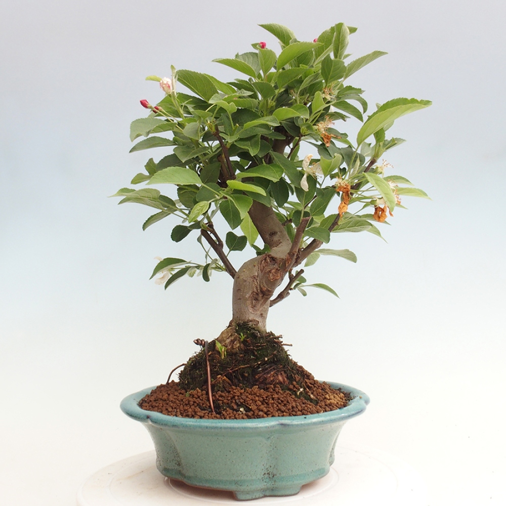 Venkovní bonsai -Malus halliana - Maloplodá jabloň