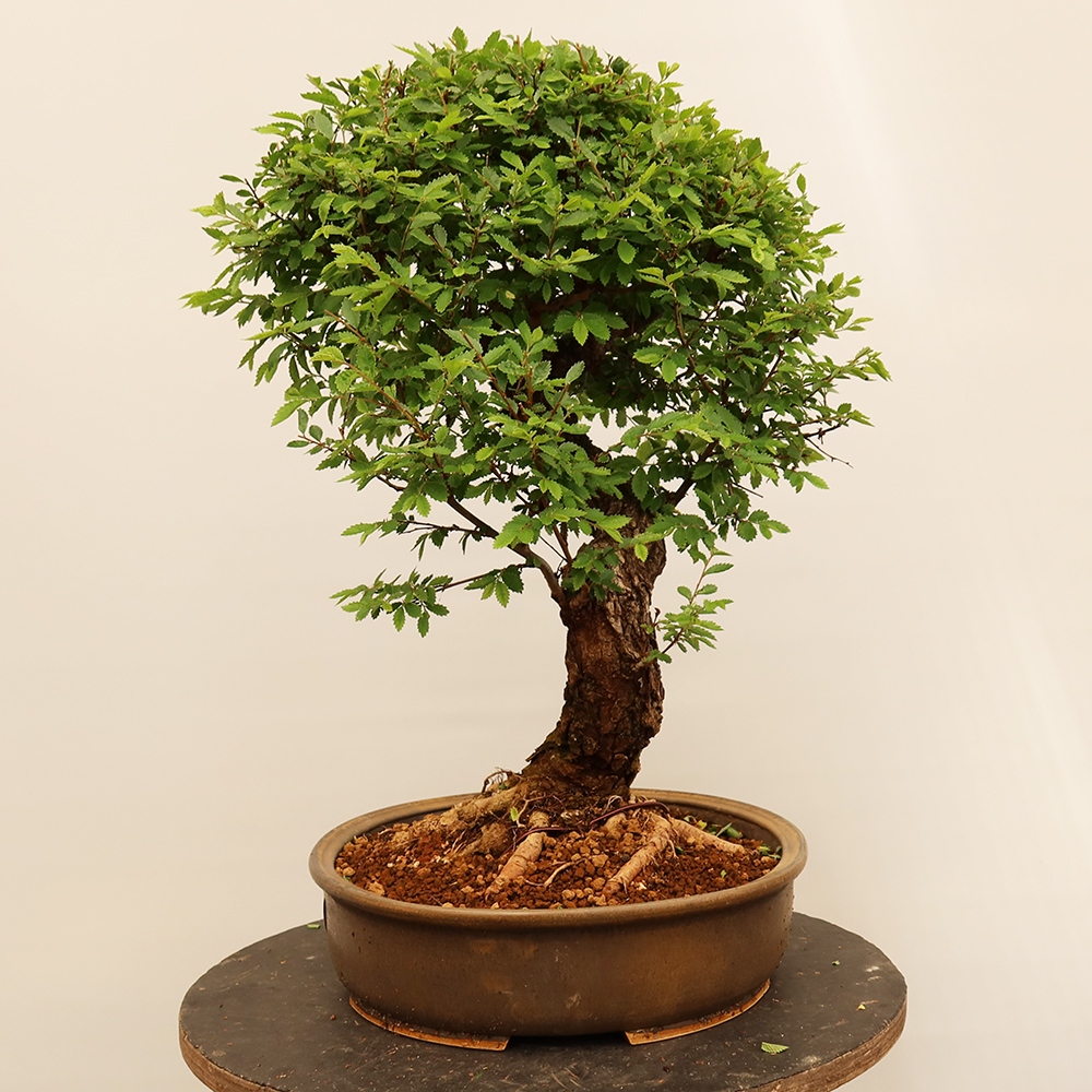 Venkovní bonsai - Zelkova - Zelkova NIRE