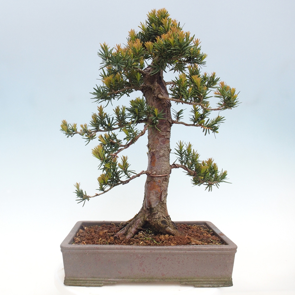 Venkovní bonsai - Taxus cuspidata  - Tis japonský