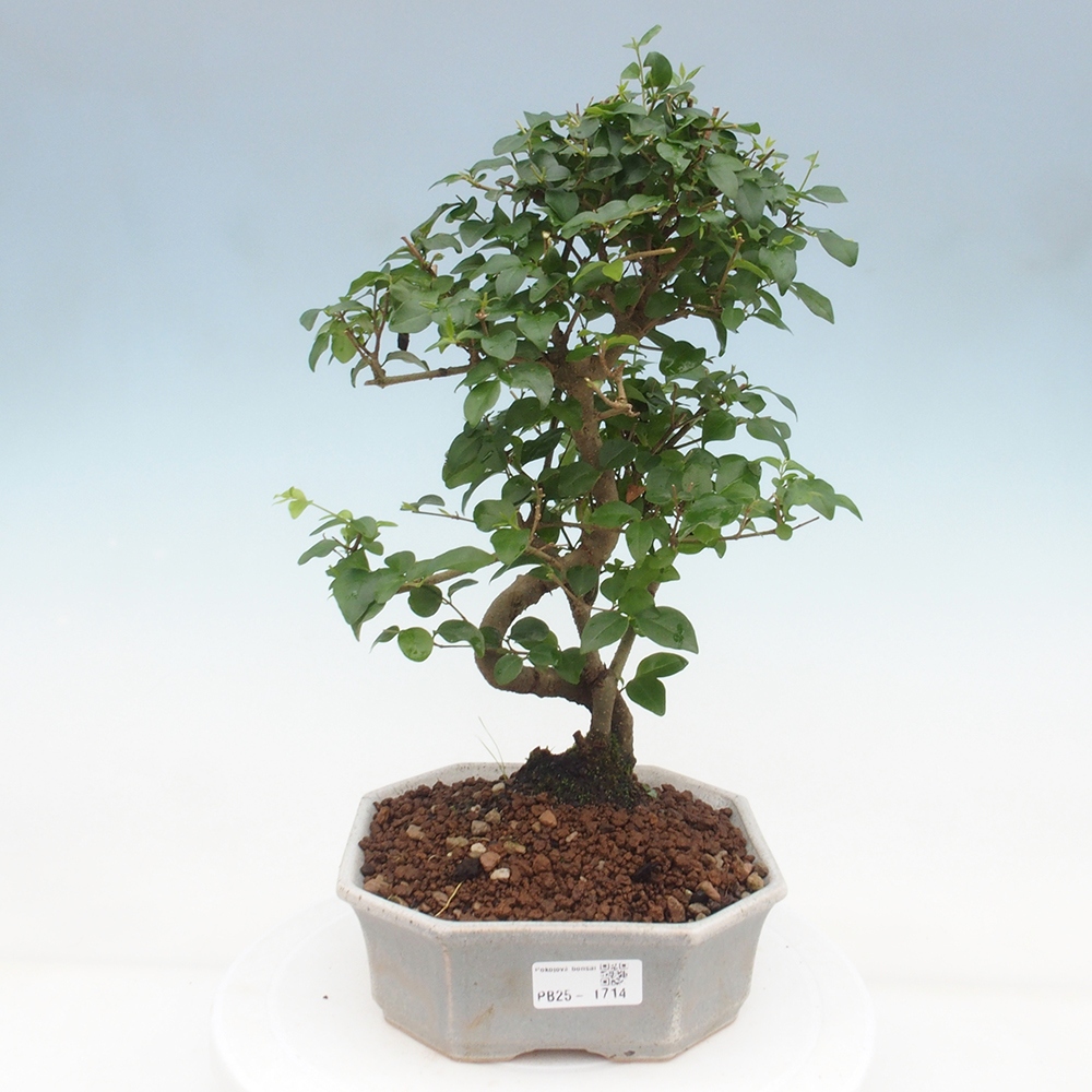 Pokojová bonsai -Ligustrum chinensis - Ptačí zob