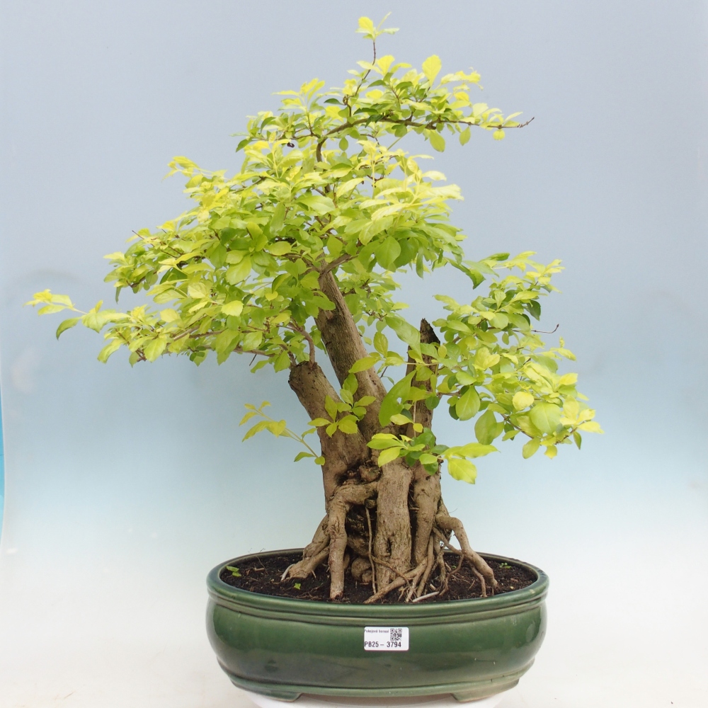 Pokojová bonsai - Duranta erecta Aurea - POUZE OSOBNÍ ODBĚR nebo paletová přeprava